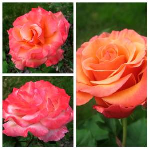 AndisFlowers3_Fotor_Collage