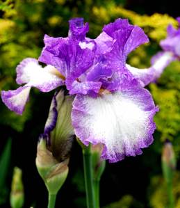 AndisIrisBeauty4