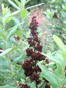 BrownInterestingPlant