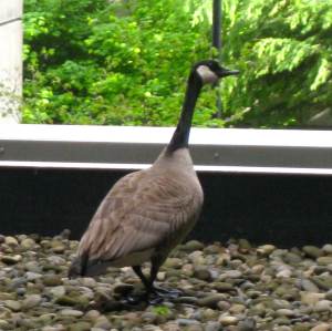 CanadaGoose2