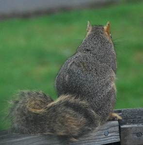 CuteSquirrel
