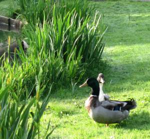 DucksSunBathing