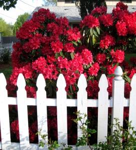 PerfectPicketFenceBeauty