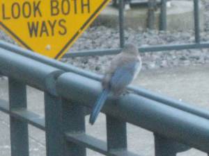 BlueJayLookingBothWays
