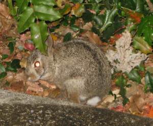 CadburyHidingUnderOregonGrapes