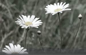 DaisyTrio