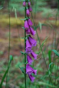 DigitalisFoxgloveBells