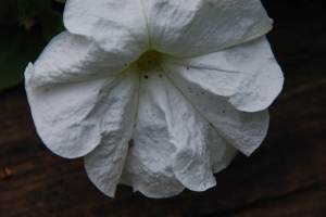 DirtyFacedBloomBeauty