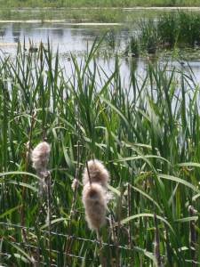 ExpoCenterBirdPreserve