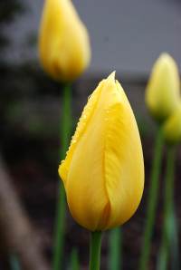 FlowerBeautyReadyOpenPetals