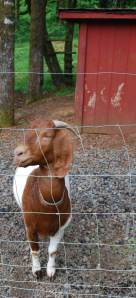 GoatPose