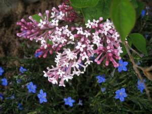 LavenderBlueSpringBeauty