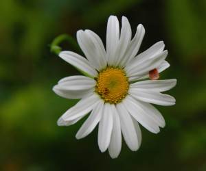 LittleDaisyWhite
