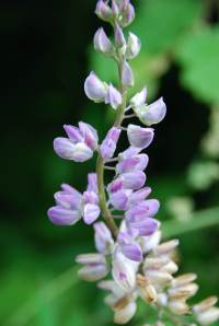 LittleLavendarBlooms