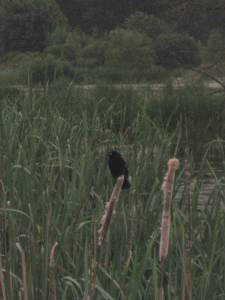 RedWingBlackBird1