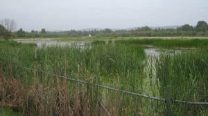 VanPortWetlands