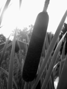 CatTail