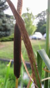 CatTail2
