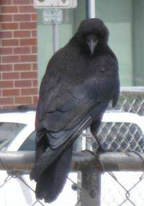 CrowBaby