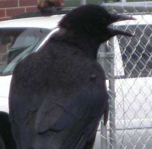 CrowBaby4