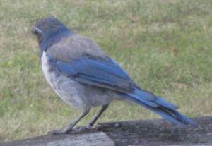 CuteBlueJay2