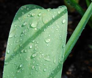 MoisturedSoakedGreenLeaf