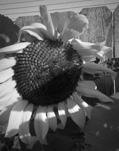 MonochromeSunflower