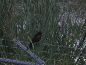 RedWingBlackBird