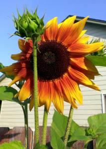 Sunflower3