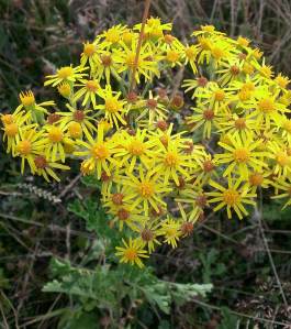 YellowBloomingBeauty