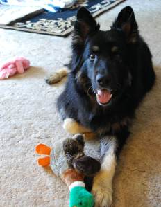 BearNewToys