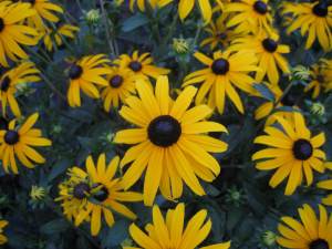 BlackEyedSusans
