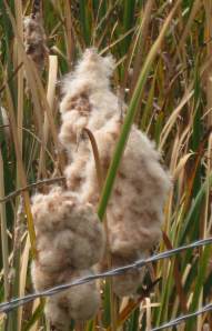 FuzzyCatTails