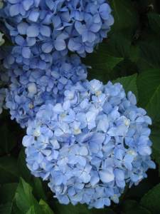 HydrangeaAwesomeness