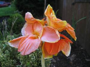 InterestingFlowerBeauty