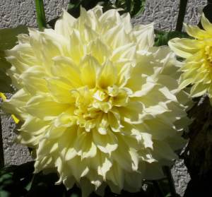 LargeDahlia