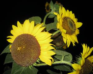 NightSunflowerBeauty