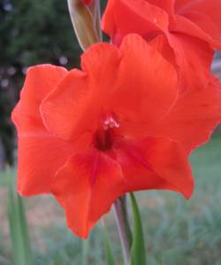 RedGladiola