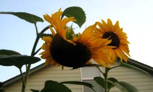 Sunflower2