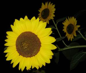 Sunflowers@Night