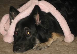 BearToleratingMondoOnHead