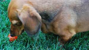 CocoEatingFreshTomato