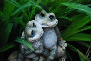 FrogsTuckedInGreenPlantings