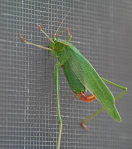 GreenBug2