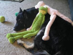 MyTolerantGermanShepherd