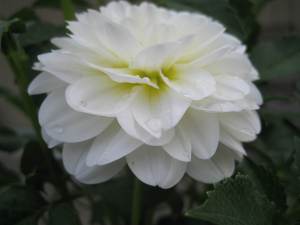 RainKissedWhiteBeauty