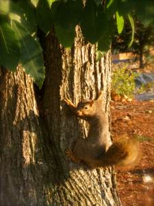 SquirrelPoseCameraPortrait