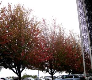 FalltasticNearParkingGarage