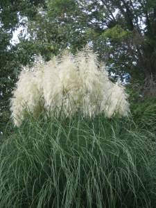 GorgeousGrasses
