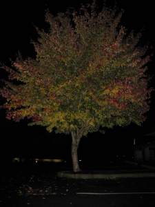 NightFallPhotopraphy